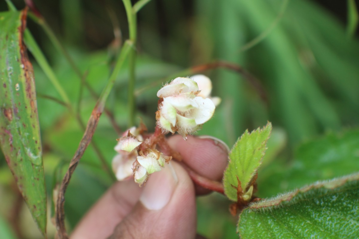 Begonia ulmifolia Willd.